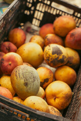 Organic Mango in a crate at a local market