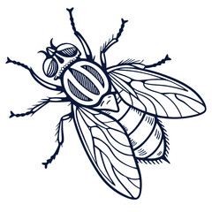 fly in engraved style  vector image