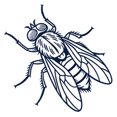 fly in engraved style  vector image