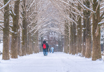 A tourist walking on a snow-covered walkway in Nami Island in winter, South Korea