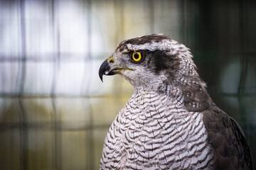 Falcon in a zoo cage