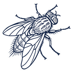 fly in engraved style  vector image