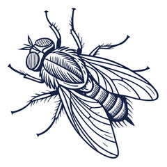 fly in engraved style  vector image