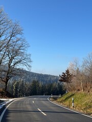 Fototapeta premium road in the forest