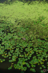 overgrown surface of the river with green water lilies