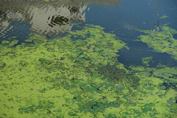 overgrown surface of the river with green water lilies