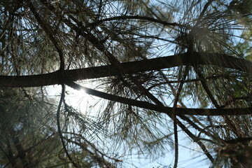 branches of a coniferous tree against the sky