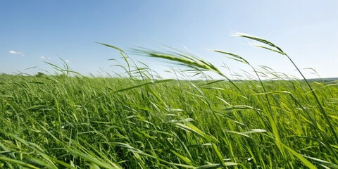 Fototapeta premium lush green grass swaying in the gentle spring breeze, spring morning, sunny day, outdoor scene, nature sounds