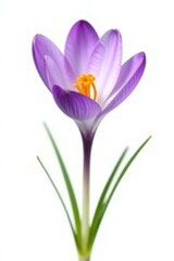 Naklejka premium Delicate crocus flower isolated on white background, nature, flowers, blossom