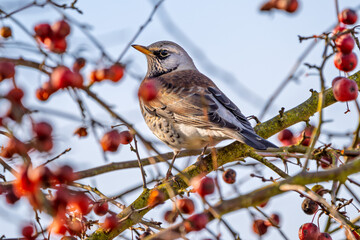 Wacholderdrossel (Turdus pilaris) Vogel