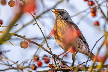Wacholderdrossel (Turdus pilaris) Vogel