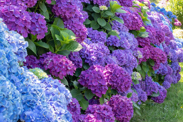 Hydrangea ornamental shrubs with purple and blue flowers garden hedge.
