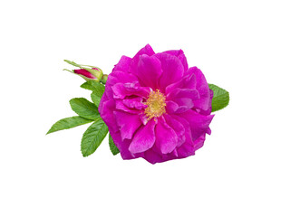 Purple double rugosa rose flower with leaves and bud isolated transparent png