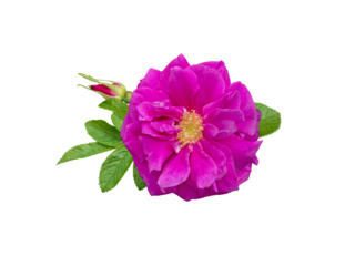 Purple double rugosa rose flower with leaves and bud isolated transparent png