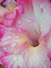 Gladiolus. Flor de gladiolos en amanecer con gotas de lluvia. 