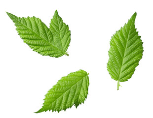blackberry leaves isolated on a white background. clipping path