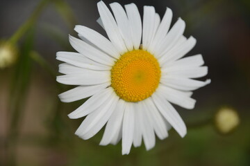 Obraz premium A brilliant single white daisy head in the summer sun.