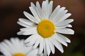 Obraz premium A fly rests on a single brilliant white daisy in the summer sun.