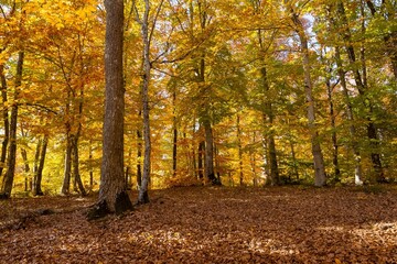 rural areas and landscapes. Autumn season and photos of trees and forests with yellowed leaves.