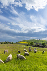 Fototapeta premium Typical landscape near Ranna, Ceske Stredohori, Northern Bohemia, Czech Republic