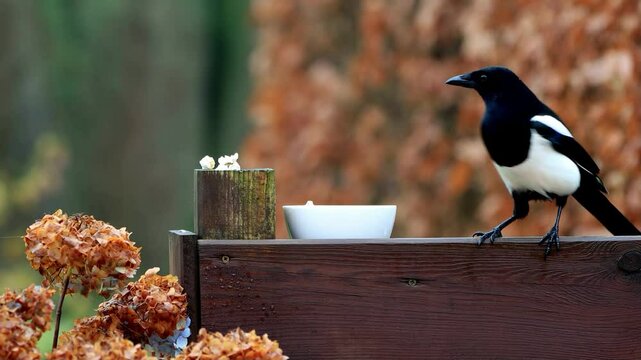 magpie pica pica pecks popcorn
