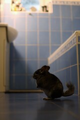 the chinchilla is free in the house and explores its surroundings