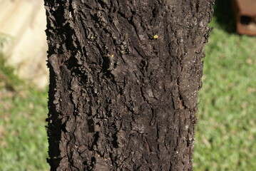 Fototapeta premium tree bark texture