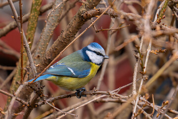Fototapete bei efototapeten.de bestellen   