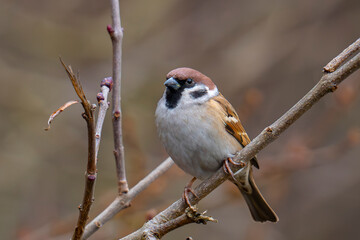 Mazurek, wróbel mazurek, wróbel polny (Passer montanus)