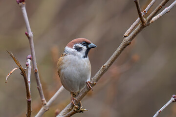 Mazurek, wróbel mazurek, wróbel polny (Passer montanus)