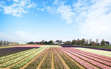 file di narcisi e tulipani nei dintorni del giardino Keukenhof  nello Zuid Holland in Olanda