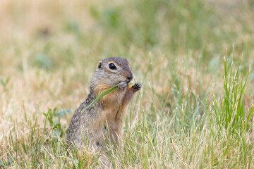 Gopher stands in the grass on a summer day