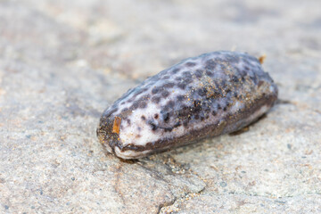 Sea cucumber lying on the sand close-up
