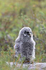 Nestling Great Gray Owl sitting on a log close up