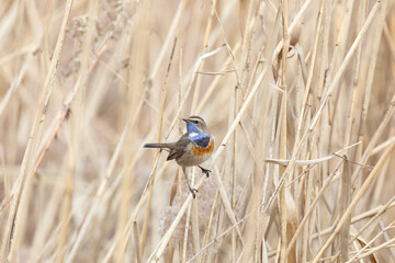 Male Bluethroat sitting on reeds close up
