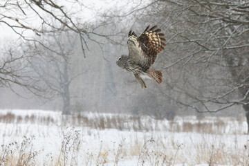 Great gray owl hunting a mouse on a winter day