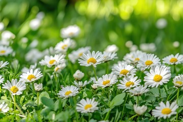 Field of blooming white daisies with yellow centers in lush green grass, bathed in soft sunlight