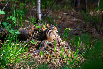 Chipmunk sits on a log close up. Russia, Buryatia