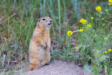 Gopher stands in the grass on a summer day