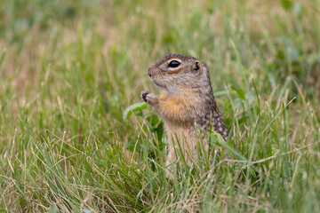 Gopher stands in the grass on a summer day