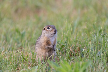 Gopher stands in the grass on a summer day