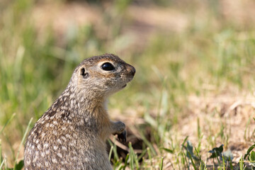 Gopher stands in the grass on a summer day