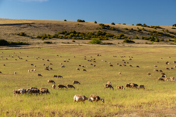 Herd of sheep near Millau, Occitanie, Departement Aveyron, France