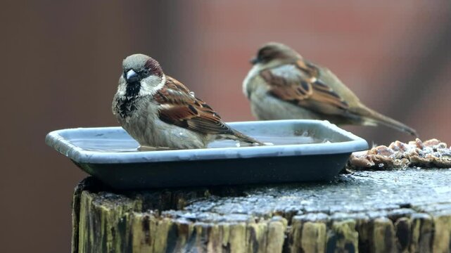 bird sparrow takes a bath, close up
