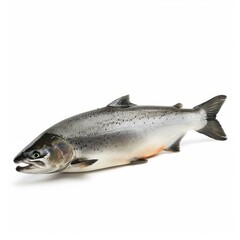 Obraz premium Studio shot of a whole coho salmon lying on a white background, ready for preparation