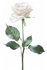 Obraz premium White rose with green leaves is the main focus of the image