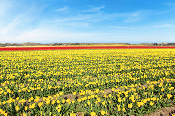 campi di narcisi gialli e rossi sull'isola di texel, una delle isole frisone occidentali, in Olanda