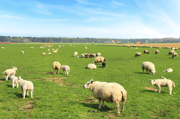 pecore al pascolo in un prato verde a Texel, una delle isole frisone occidentali in olanda