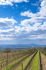 Fototapeta premium Vineyard near Velke Bilovice, Southern Moravia, Czech Republic