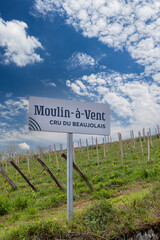 Spring vineyards near Julienas in Beaujolais, Burgundy, France